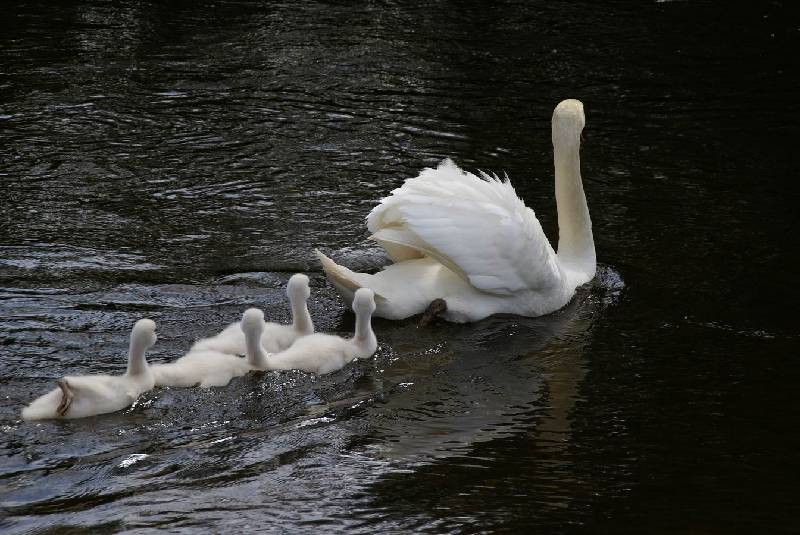 Schwaene auf der Sauer Bild Nr.045